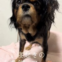 カメラをじっと見つめる犬