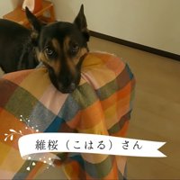 マットをくわえる維桜ちゃん