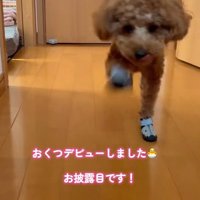 前足と後足が同時に動いています