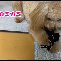 やっと取れました♪