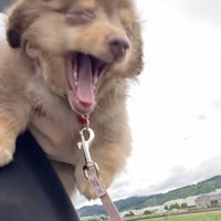 眠いけど、お散歩へGO！