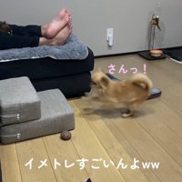 段差を登ろうとするのんちゃん6