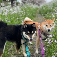 仲睦まじい2匹でした