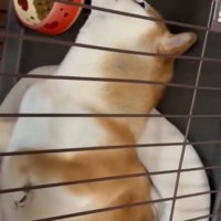 不思議な格好で眠る柴犬