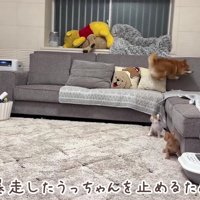 家中走って大興奮！！
