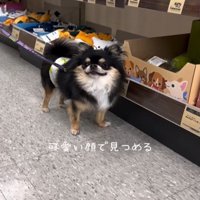 笑顔の犬1