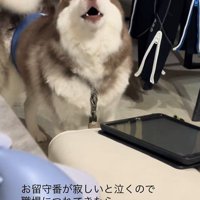飼い主さんの職場にきたブルちゃん