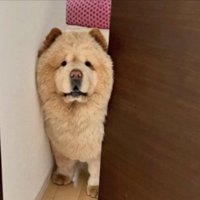 どうしよう