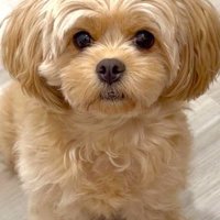 トリミング前の姿