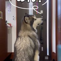 不思議がるシンバくん
