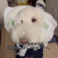 カメラを見つめる犬