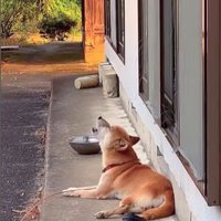 音楽に合わせて歌うコロちゃん6