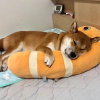 人間のように抱き枕を抱えています！