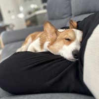 お膝