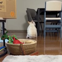 後ろを向いて座る犬