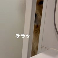 チラ見するドドくん