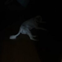 ぼんやりと浮かび上がる白いもの