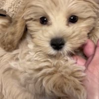 パピーの「あおい」ですっ