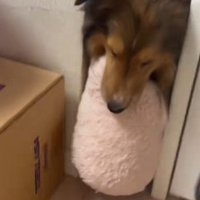 ぬいぐるみを持ってきたメイちゃん