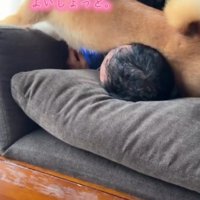 ソファに寝転がっている男性の上に乗る犬