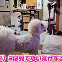 テレビに夢中な犬