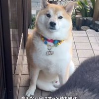 飼い主さんを見るおもちくん