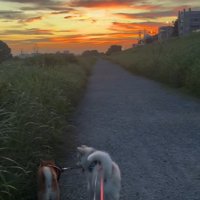一緒に散歩する犬たち