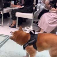 リングドッグを務めるじろー君8