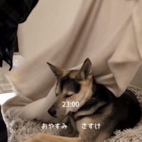 毛布をかけてもらう犬