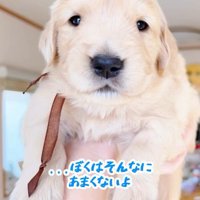 抱き上げられてカメラを見つめる子犬