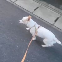 リードを付けて歩く犬