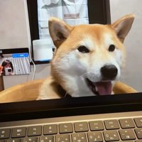 zoom会議中のみかんちゃん6