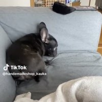 振り返りかける犬