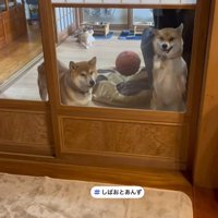 飼い主さんが帰宅したら…