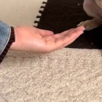 子犬の前に手のひらを置く飼い主