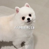 パパさんの気配を察知！