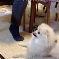 キュートさ満点のぽん太くん
