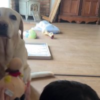 「このおもちゃはいる？」