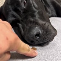 フードを近づけられる犬