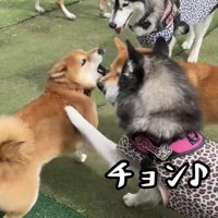 前脚を添えられる柴犬