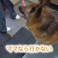 横を向く犬1