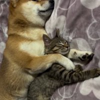 同じポーズで眠る2匹