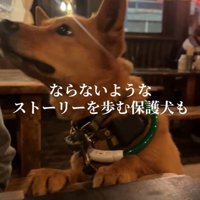 店内を見上げる犬