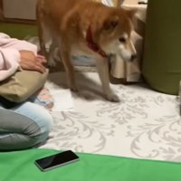 家の中を歩きまわる犬
