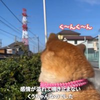 振り返るくうちゃん