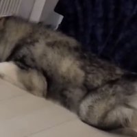 顔を入れたままの犬