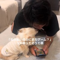 邪魔する犬