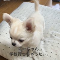 その場で待つ犬