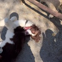 地面に寝転がってジタバタする犬