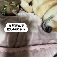 「遊んで！」とアピール